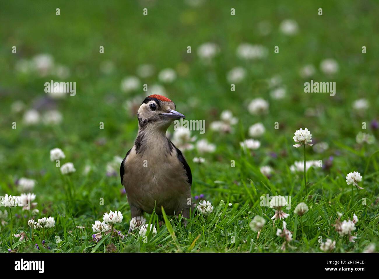 Great spotted woodpecker (Dendrocopus major) juvenile, standing on garden lawn, Warwickshire, England, spring Stock Photo