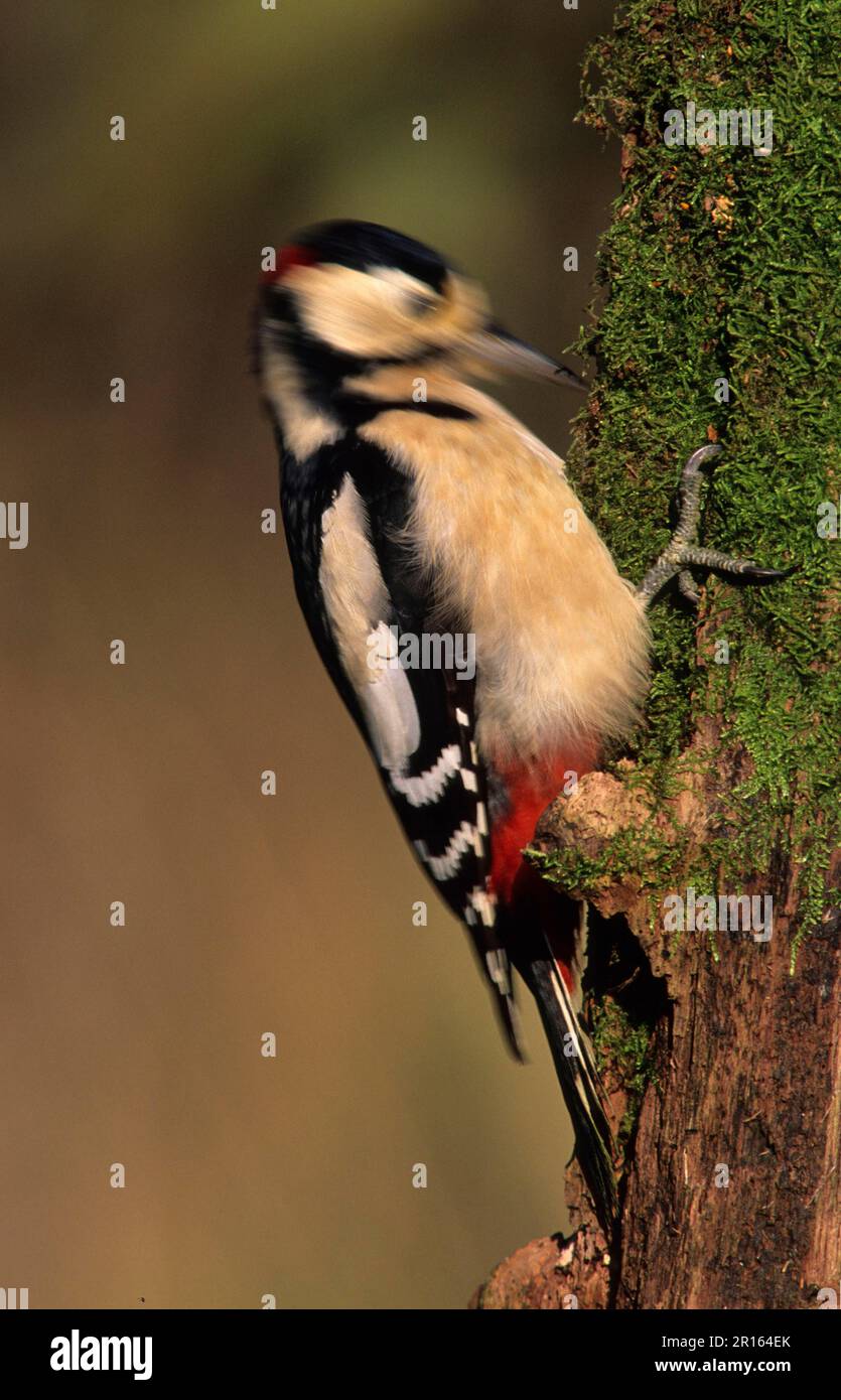 Great spotted woodpecker (Dendrocopus major), adult male, drumming on a