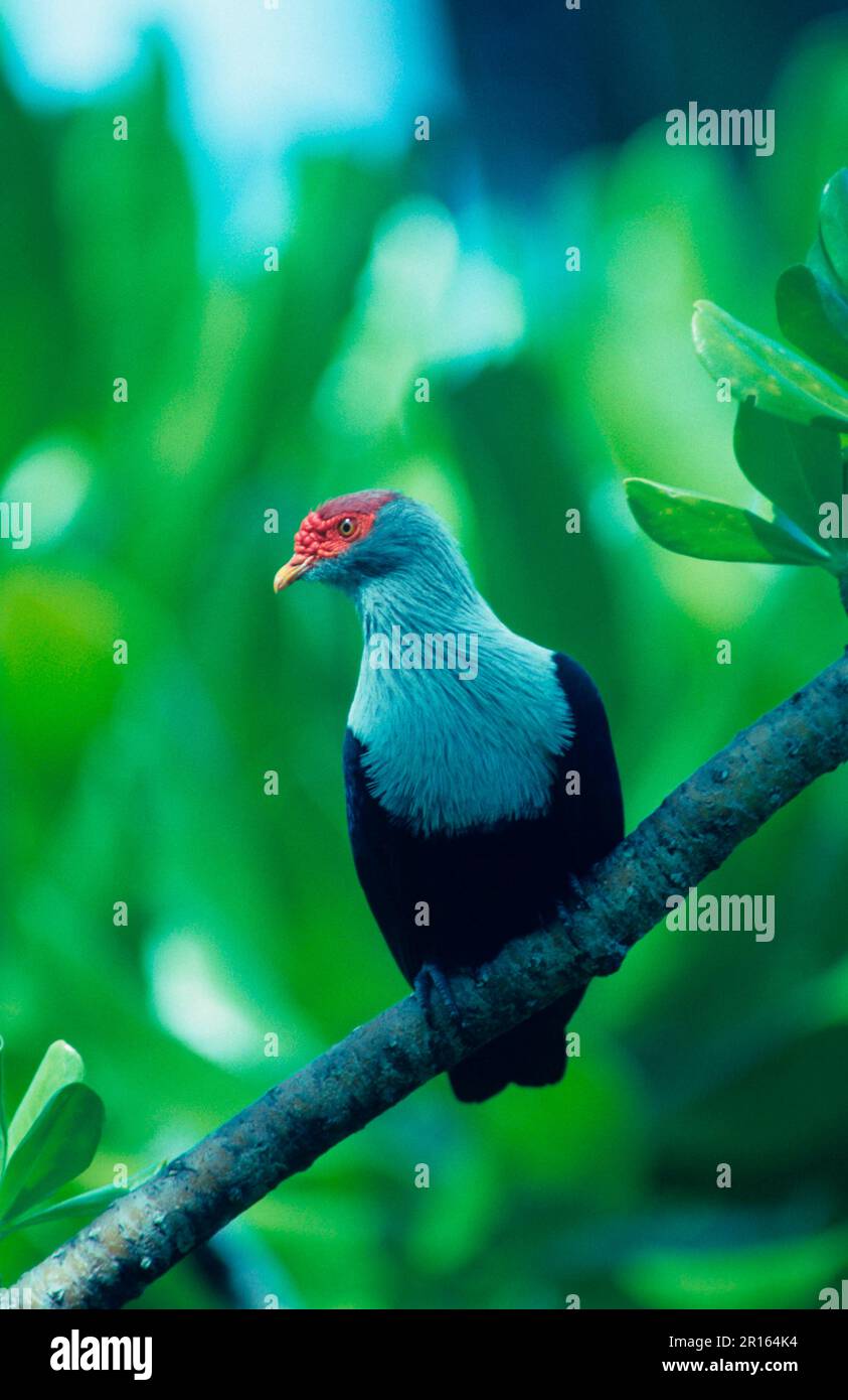 Pigeon (Alectroenas pulcherrima) Blue Seychelles Stock Photo - Alamy