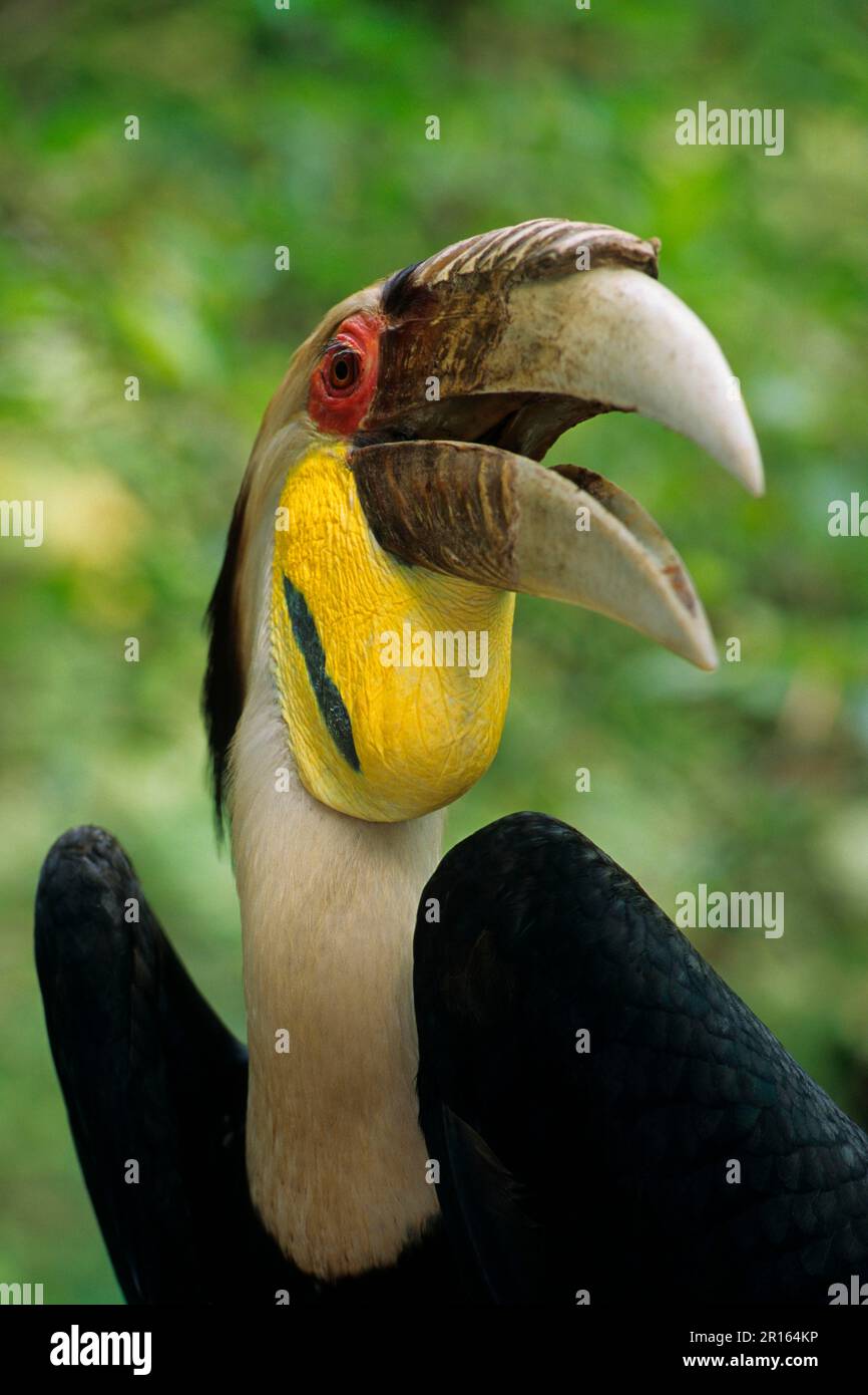 Wreathed Hornbill, wreathed hornbills (Aceros undulatus), Wreathed Hornbills, Hornbills, Animals, Birds, Wreathed Hornbill Captive, male -close-up of Stock Photo