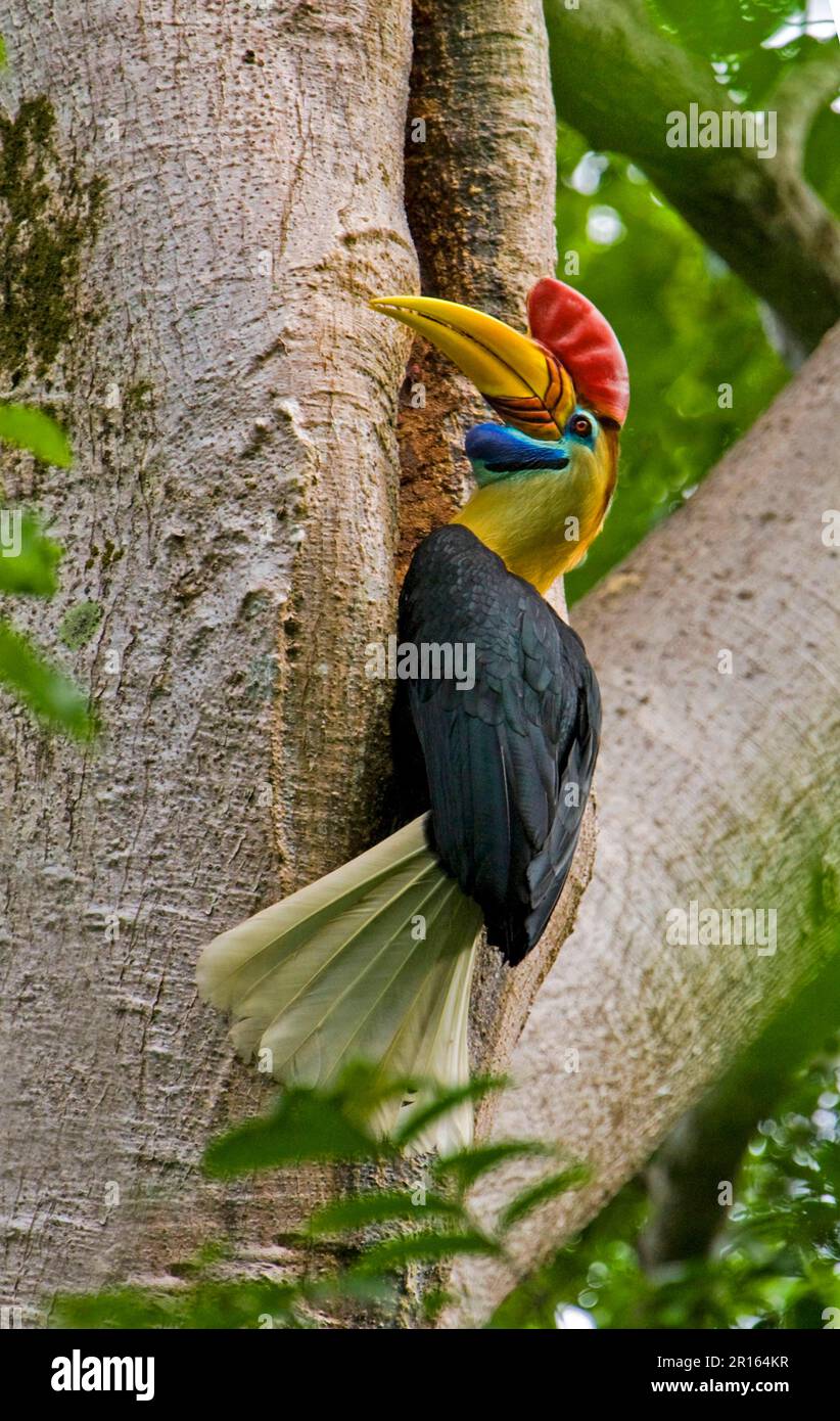 Knobbed hornbill (Aceros cassidix) adult male, at the entrance to the nest hole in the tree trunk, Tangkoko, Sulawesi, Indonesia Stock Photo
