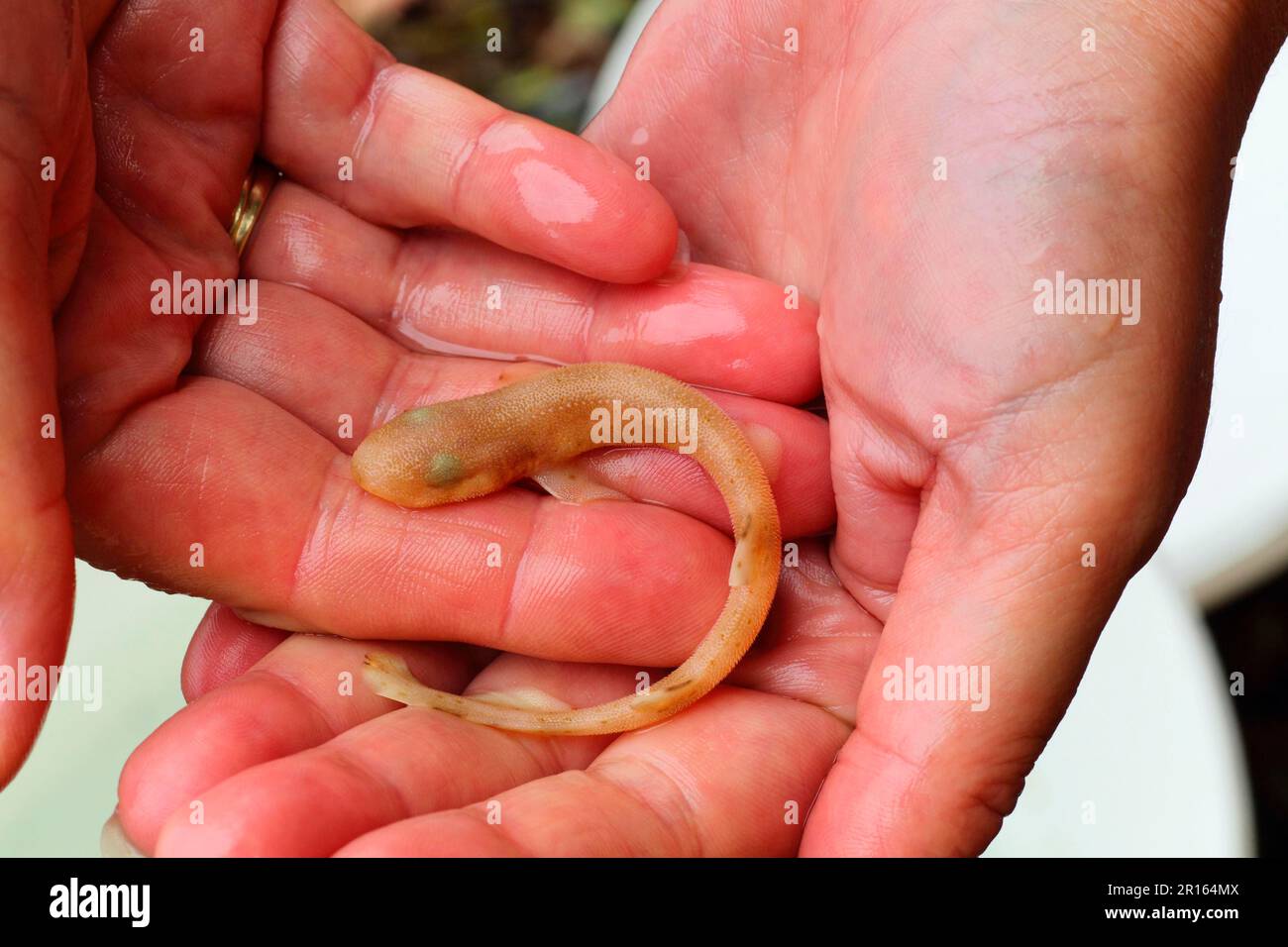 Lesser Spotted Dogfish (Scyliorhinus canicula) juvenile, held in human hands, Kimmeridge Bay, Isle of Purbeck, Dorset, England, United Kingdom Stock Photo