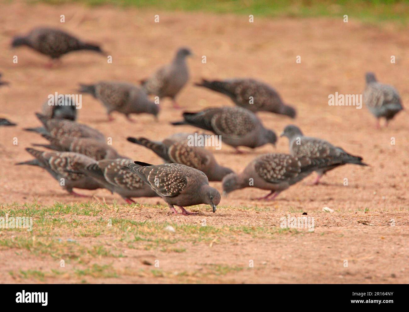Spot-winged Pigeon (Patagioenas maculosa) flock, feeding on ground, La Cumbre, Cordoba, Argentina Stock Photo