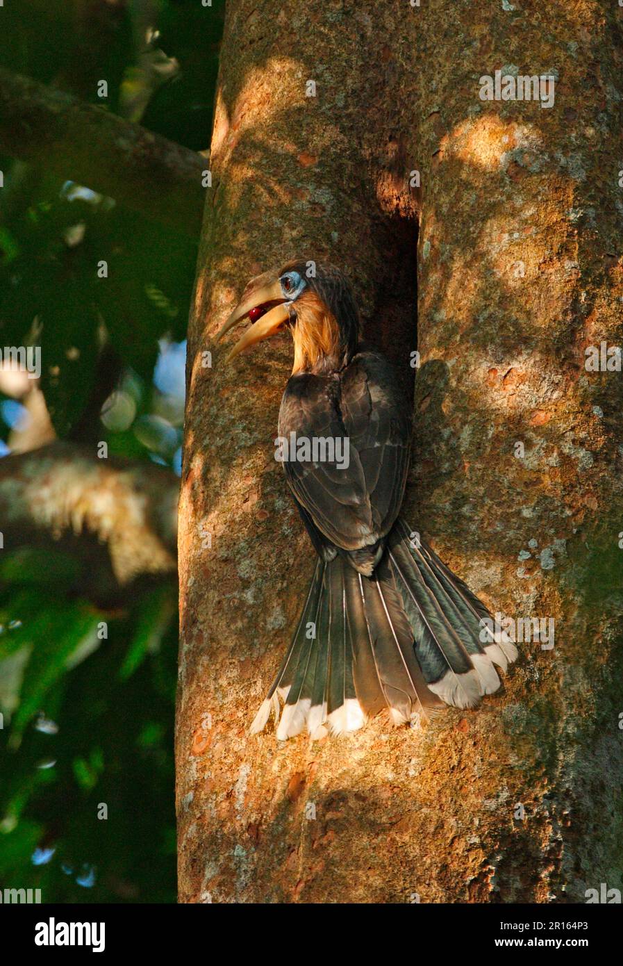 Tickell's Brown Hornbill (Anorrhinus tickelli), adult male, vomiting fruit, visiting nest hole in tree trunk, Kaeng Krachan N. P. Thailand Stock Photo