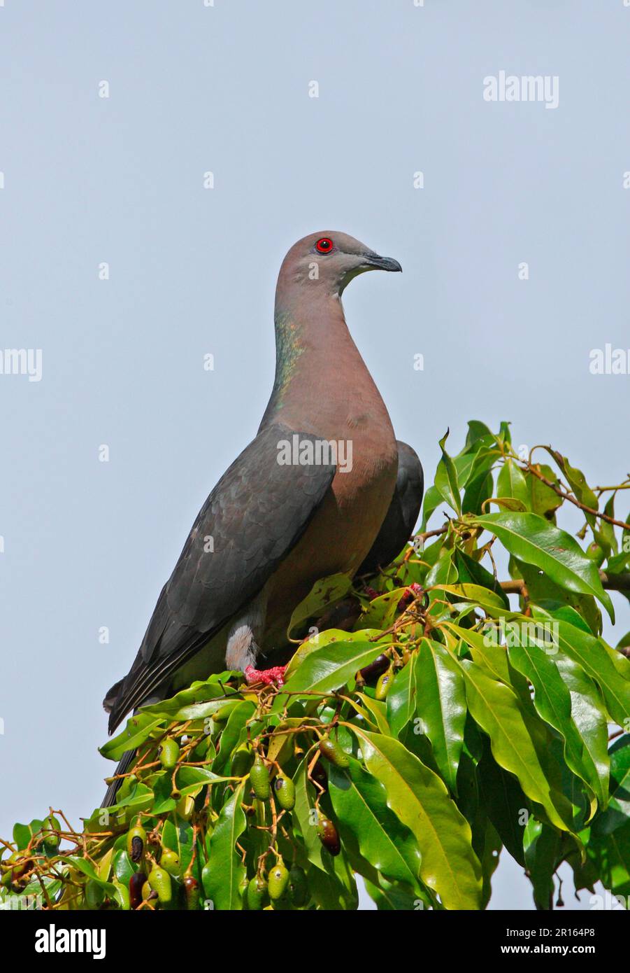 Ring-tailed Pigeon (Patagioenas caribaea) adult, perched on fruiting tree, Port Antonio, Jamaica Stock Photo