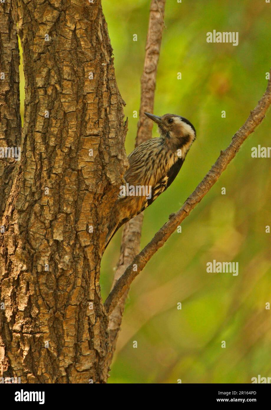 Grey-capped Woodpecker (Yungipicus canicapillus scintilliceps), adult female, clinging to tree trunk, Beidaihe, Hebei, China Stock Photo