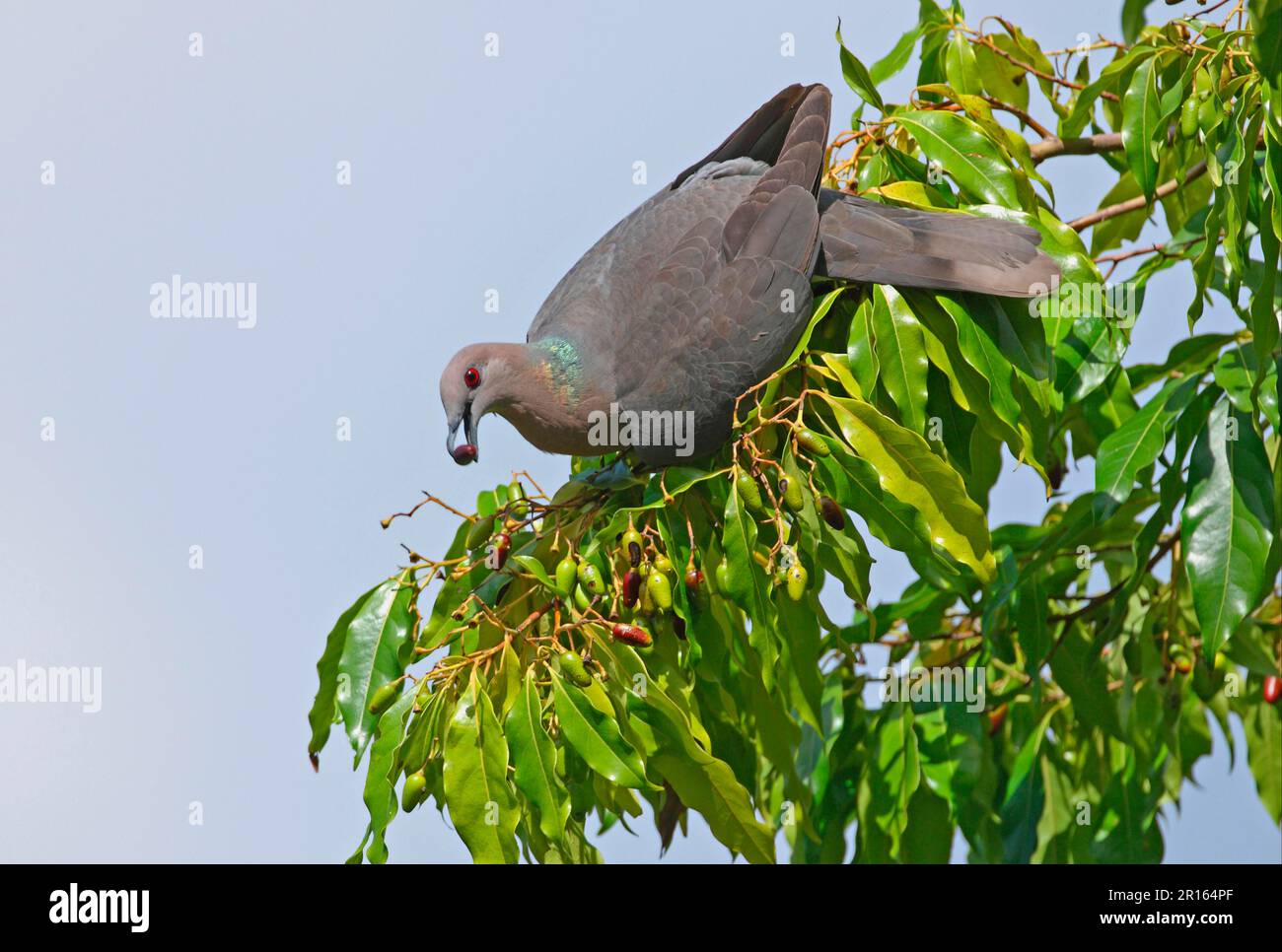 Ring-tailed Pigeon (Patagioenas caribaea) adult, feeding on fruiting tree, Port Antonio, Jamaica Stock Photo