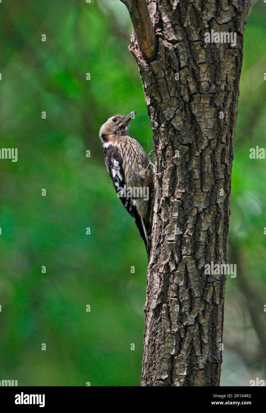 Grey-capped Woodpecker (Yungipicus canicapillus scintilliceps), adult female, clinging to tree trunk, Beidaihe, Hebei, China Stock Photo