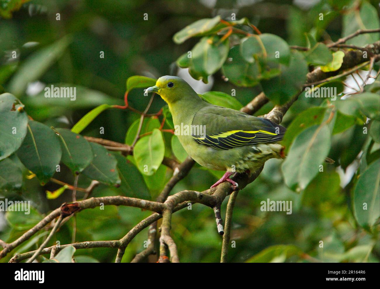 Andaman Green Pigeon, Greyfronted Green Pigeon, Pompadour Green Pigeon