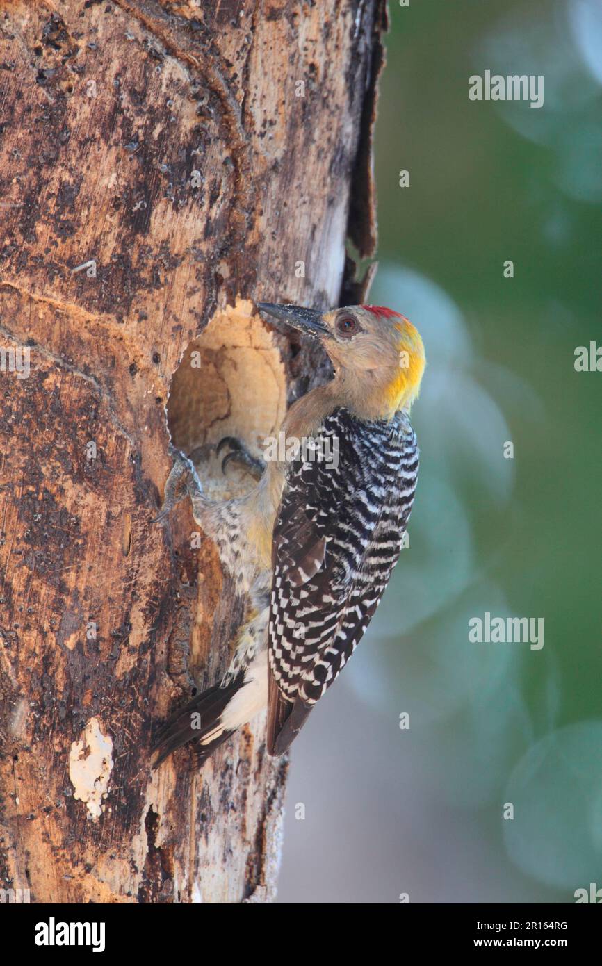 Hoffmann's Woodpecker (Melanerpes hoffmannii) adult male, excavating nesthole in tree trunk, Costa Rica Stock Photo