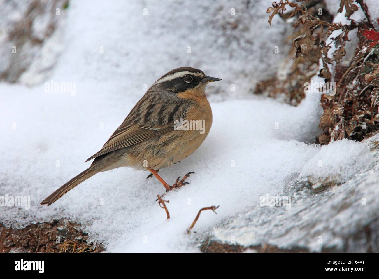 How does mitochondrial DNA signal high-altitude adaptation? How does mitochondrial DNA signal high-altitude adaptation?