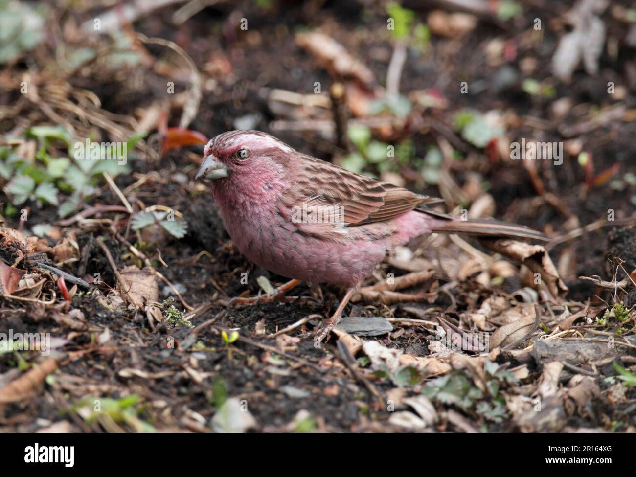 Finch Foraging Himalayan beautiful rosefinch hi-res stock photography and images - Alamy