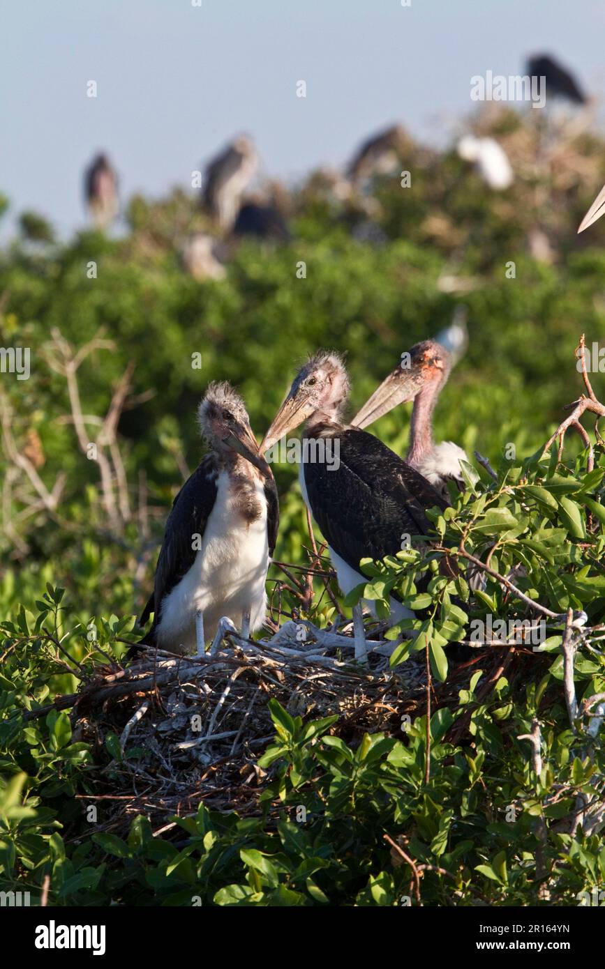 Young Marabou Storks nesting in the Okavango Delta of Botswana. Marabou are a large wading bird from the stork family Ciconiidae. It breeds in Stock Photo