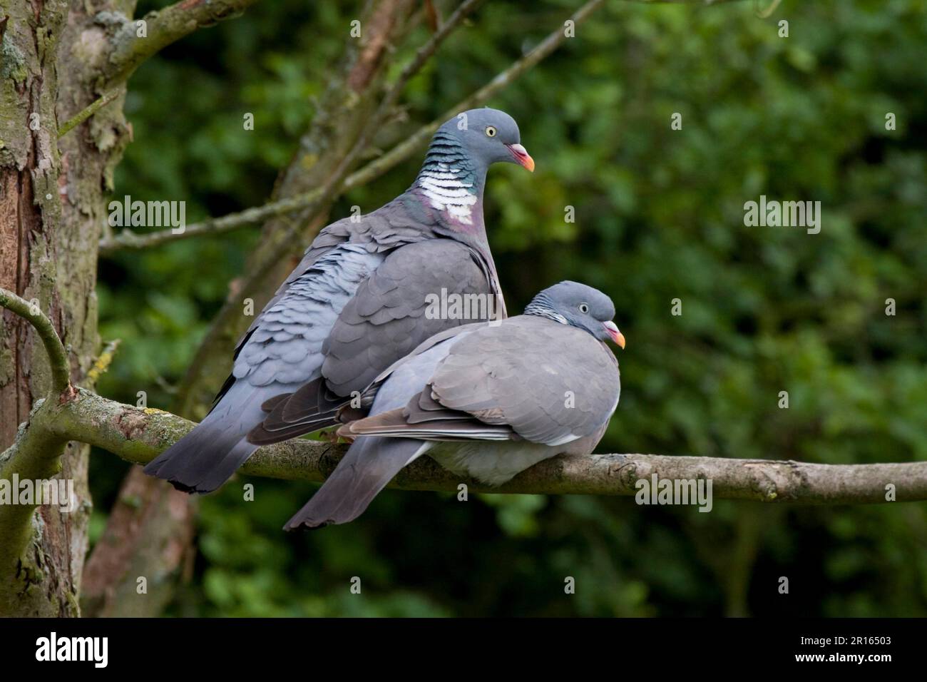 Wood pigeon, Wood pigeons, Pigeons, Animals, Birds, Wood pigeon pair male on left Stock Photo