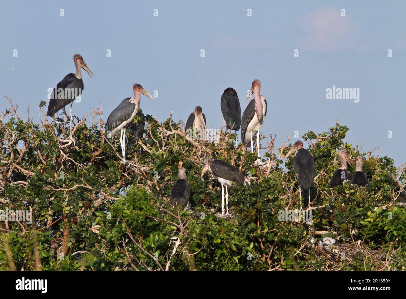 Nesting marabou stork colony in the Okavango Delta in Botswana. Marabou ...