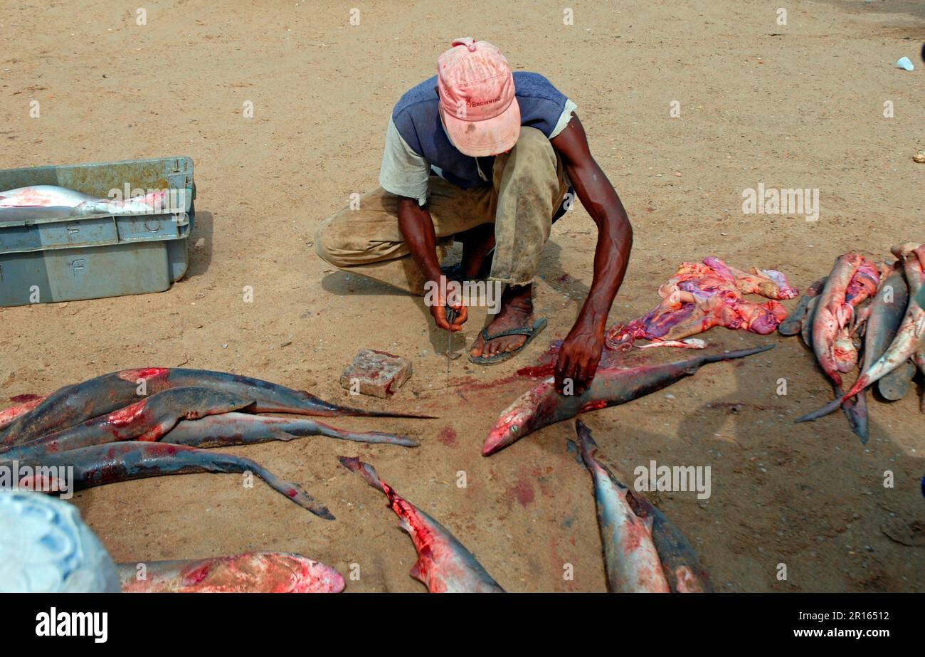 Freshly landed catch of night shark (Carcharhinus signatus) being finned and gutted on the beach, M'bour, Senegal Stock Photo