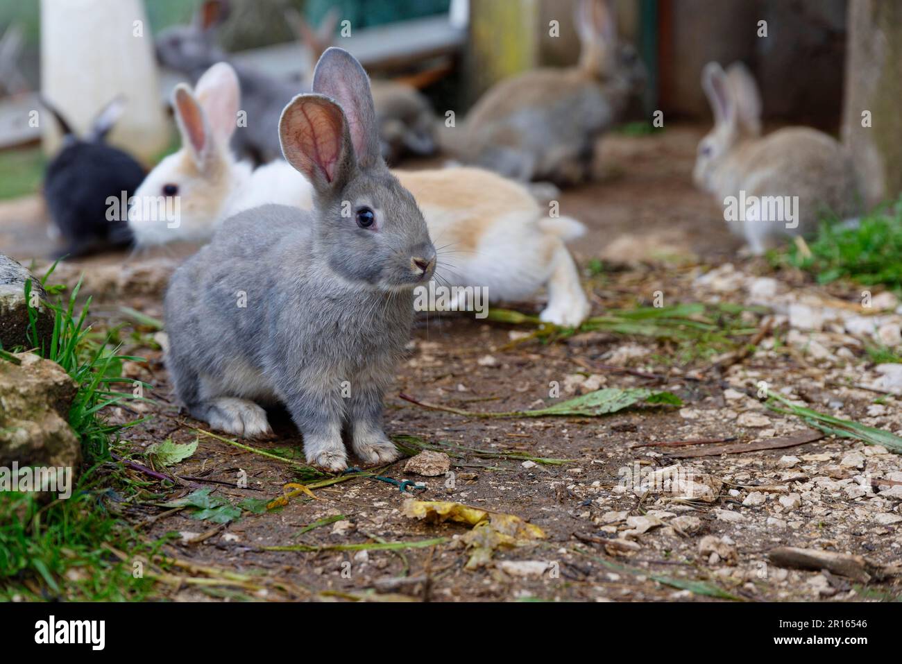 Domestic Rabbits in front of shed, Portugal Stock Photo Alamy