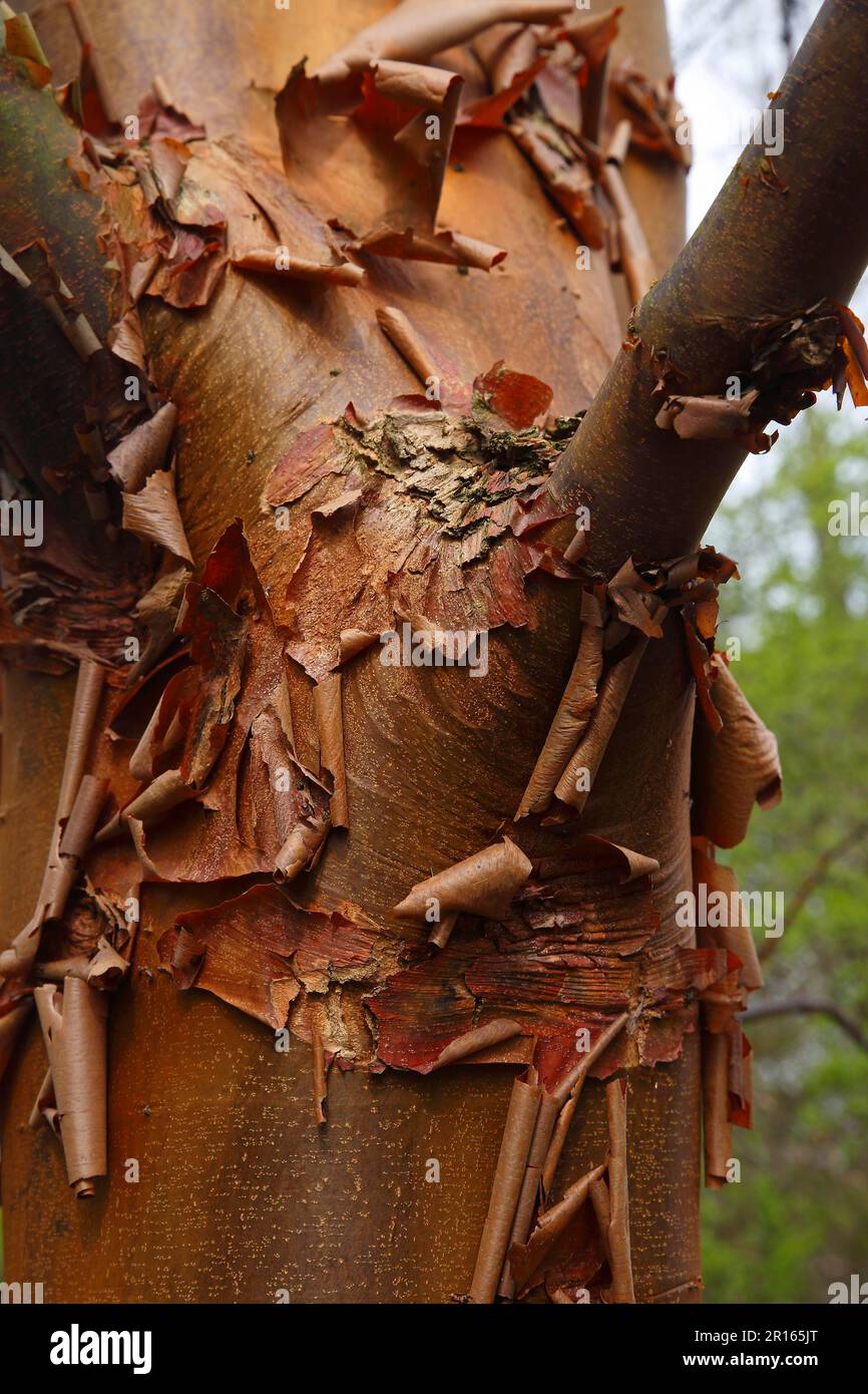 Paperbark maple (Acer griseum), native to central China Stock Photo