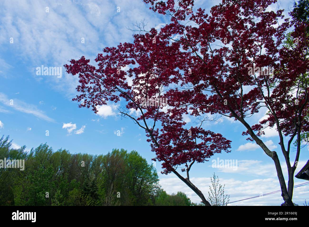Japanese red maple tree with dark red leaves against a blue sky on a ...