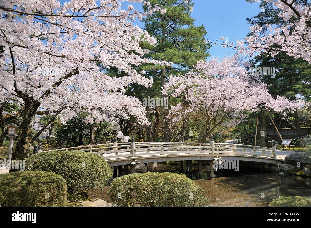 Cherry blossoms in Kenrokuen Garden Stock Photo