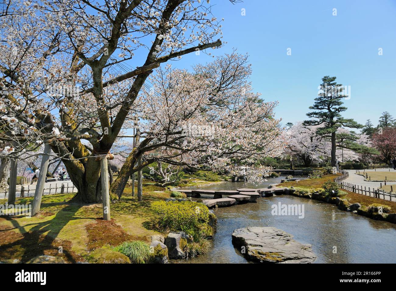 Cherry blossoms in Kenrokuen Garden Stock Photo