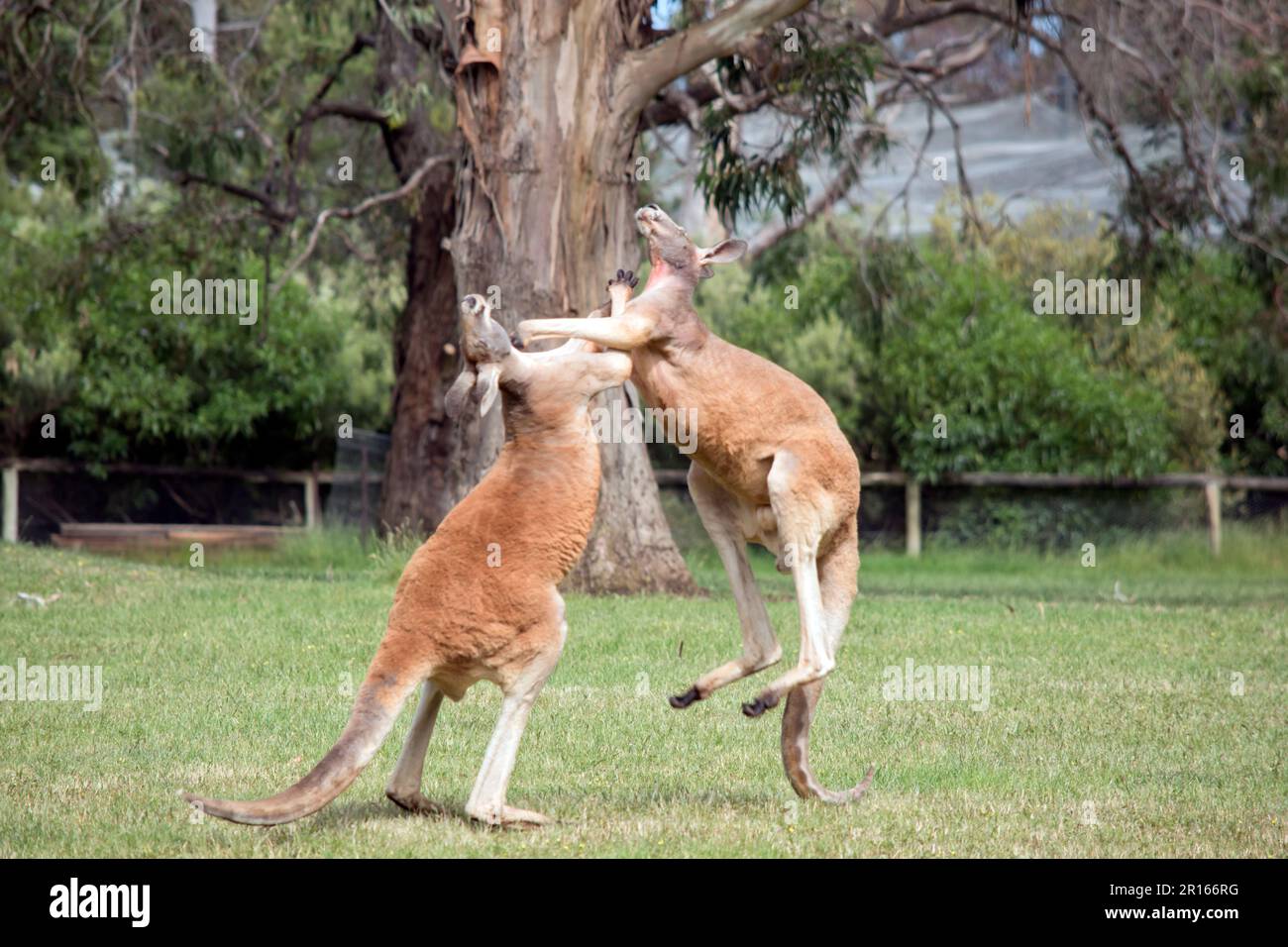 the two male kangaroos are fighting over who will end up mating with the females. the male kangaroo uses it tail to balance while fighting Stock Photo