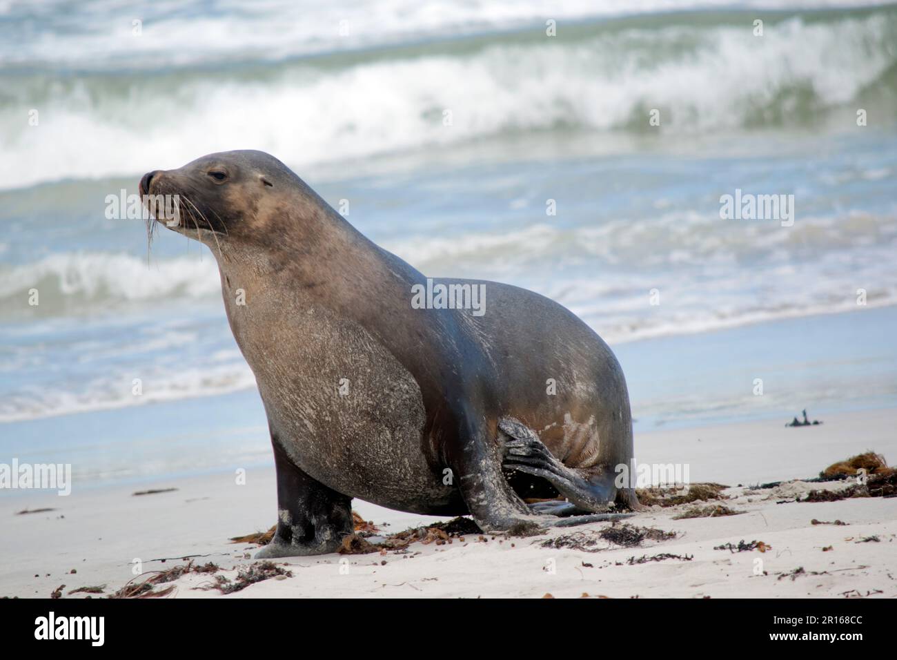 the male sea lion is a darker grey with white or golden hair on top Stock Photo