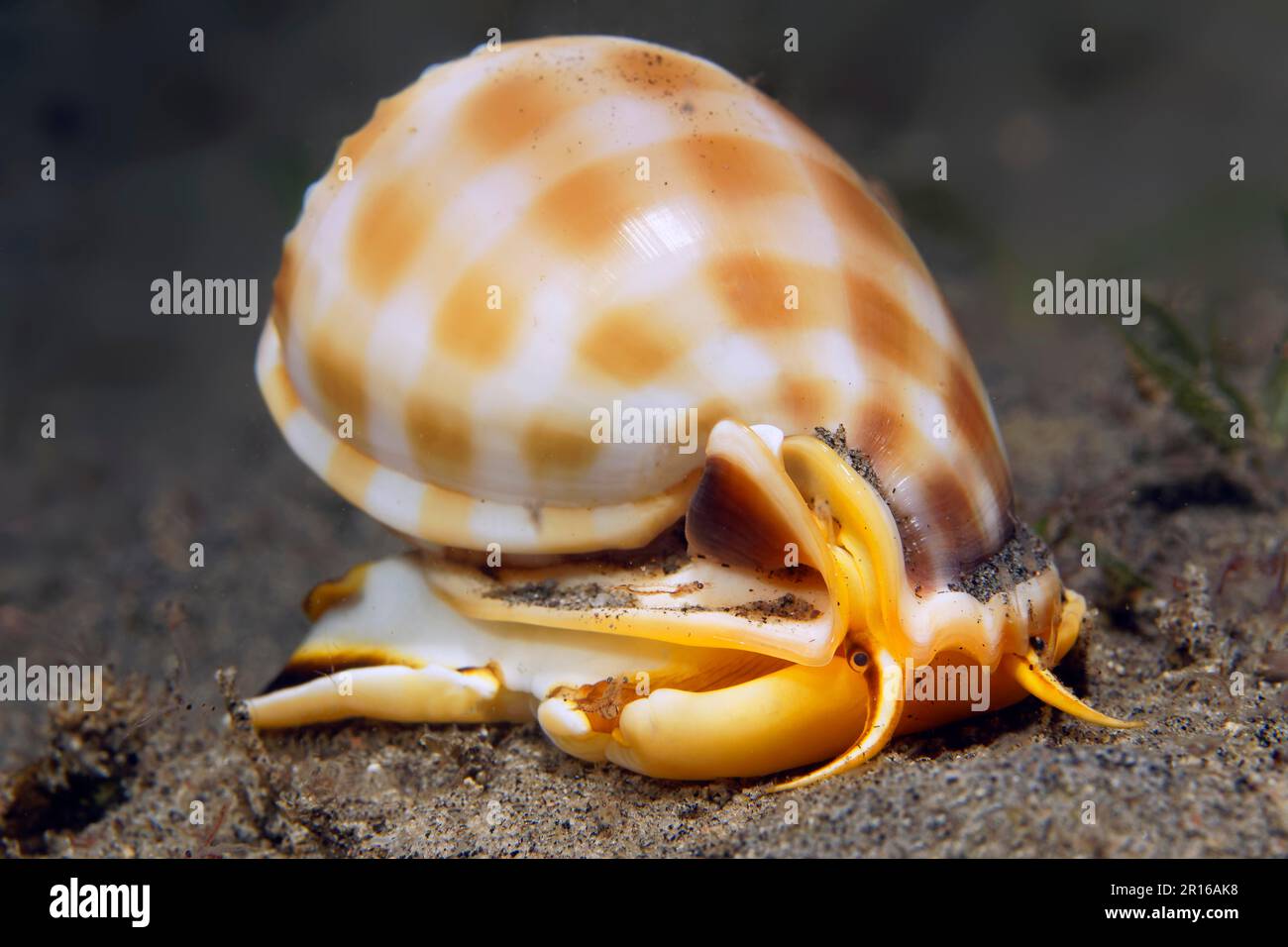 Helmet snail, bonnet snails (Cassidae) (Casmaria), marine snail, gastropod mollusk, sandy bottom, Sulu Sea, Pacific Ocean, Apo Island Protected Stock Photo