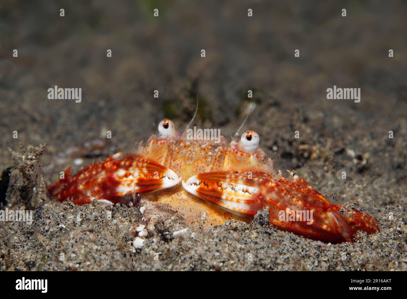 Swimming crab (Brachyura) lurking burrowed for prey, Sulu Sea, Pacific Ocean, Apo Island Protected Landscape-Seascape, Negros, Visayas Islands Stock Photo