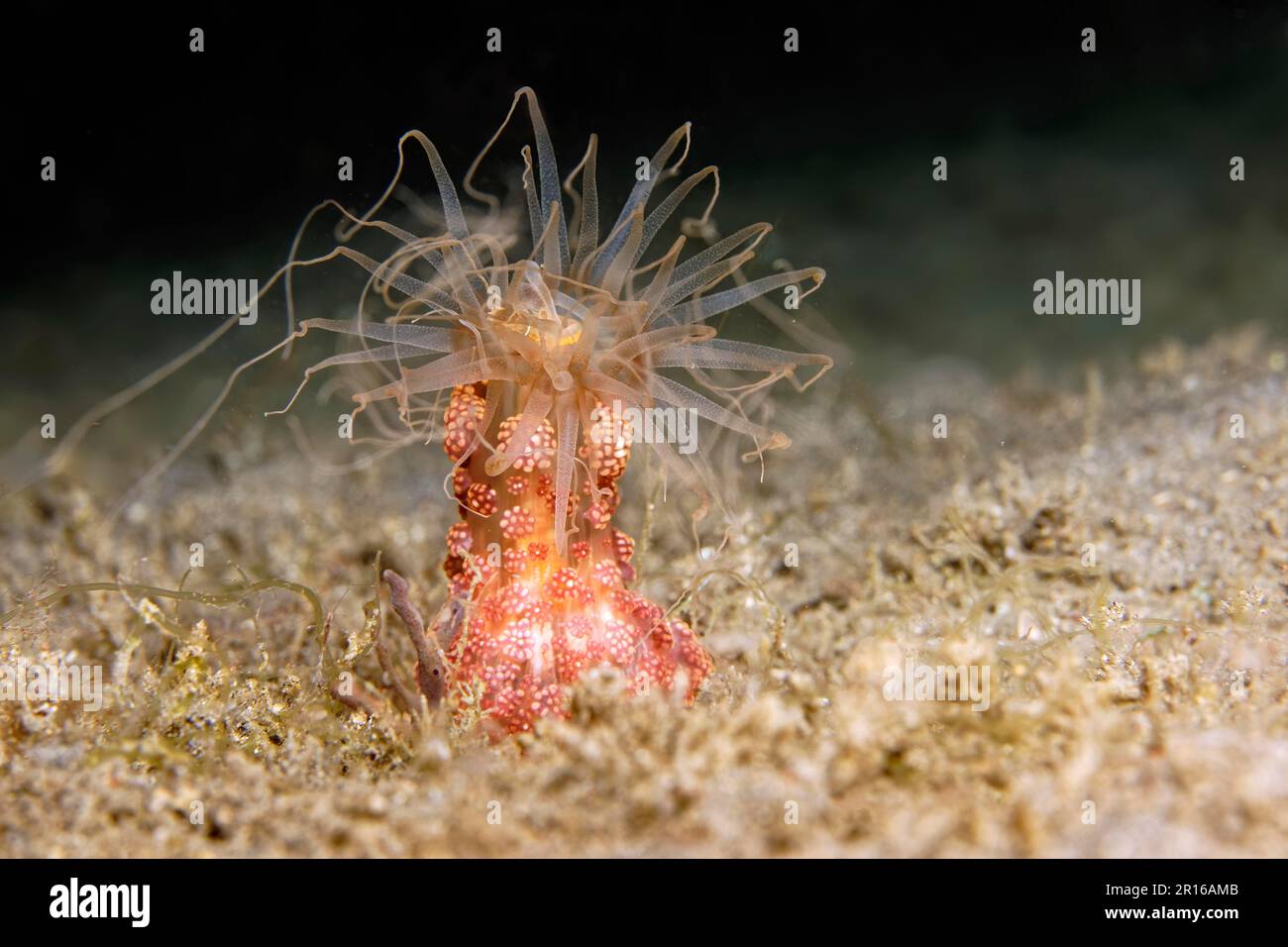 Tuberculous night anemone (Alicia sansibarensis), poisonous, nettle, sandy bottom, Sulu Sea, Pacific Ocean, Apo Island Protected Landscape-Seascape Stock Photo