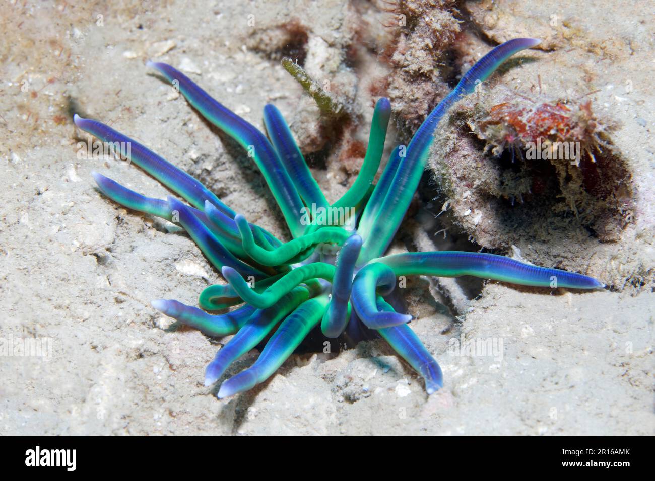 Lagoon anemone (Condylactis), sandy bottom, Sulu Sea, Pacific Ocean, Apo Island Protected Landscape-Seascape, Negros, Visayas Islands, Philippines Stock Photo