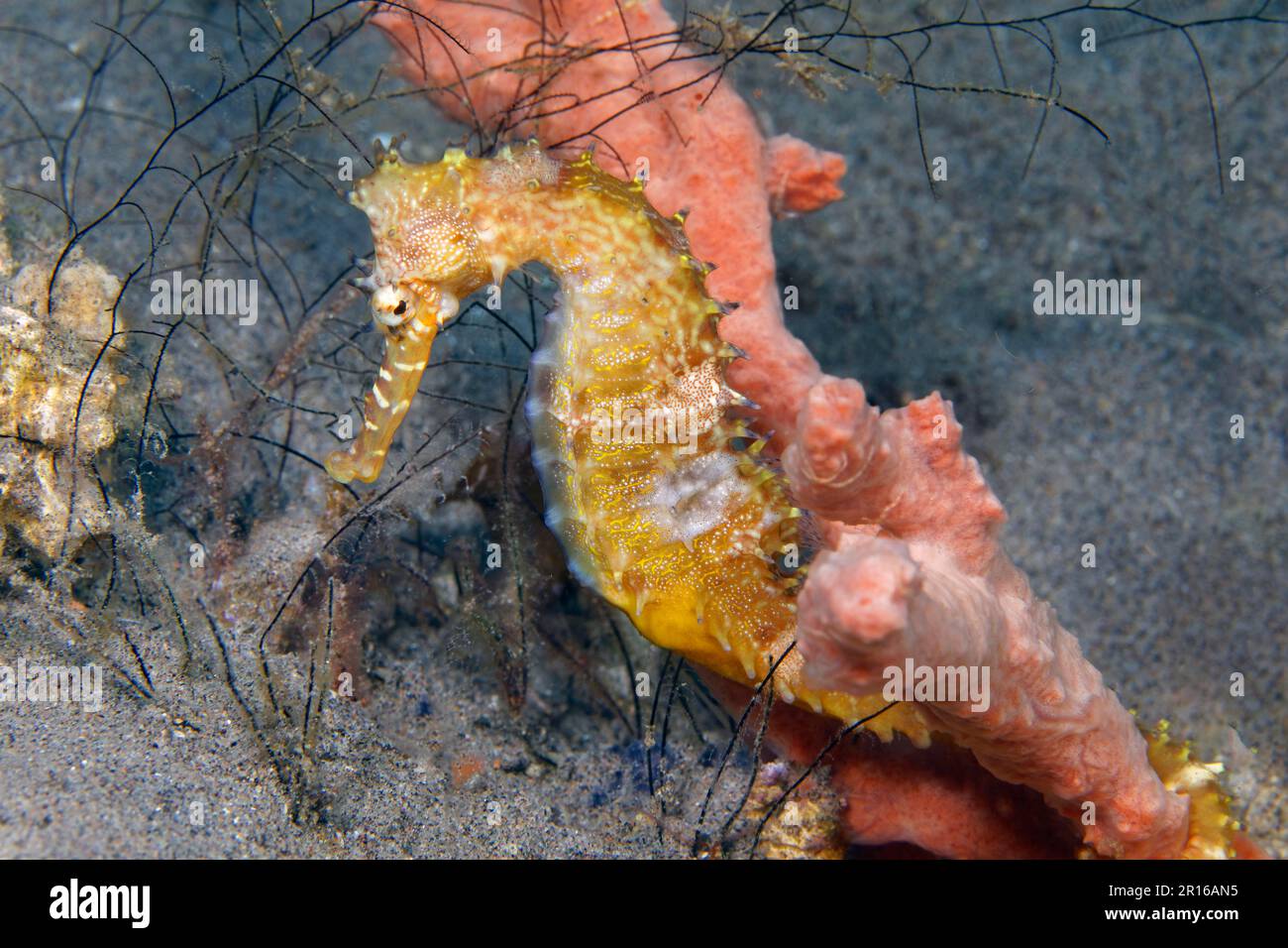 Spiny seahorse (Hippocampus histrix), holding on to sponge (Porifera) with tail, Sulu Sea, Pacific Ocean, Apo Island Protected Landscape-Seascape Stock Photo