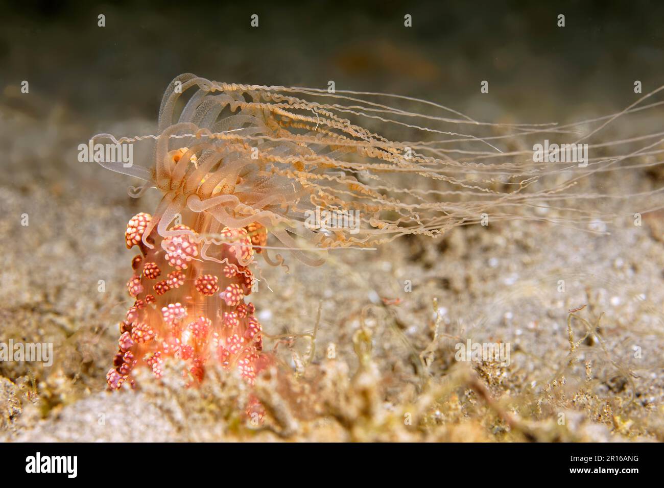 Tuberculous night anemone (Alicia sansibarensis), poisonous, nettle, sandy bottom, Sulu Sea, Pacific Ocean, Apo Island Protected Landscape-Seascape Stock Photo