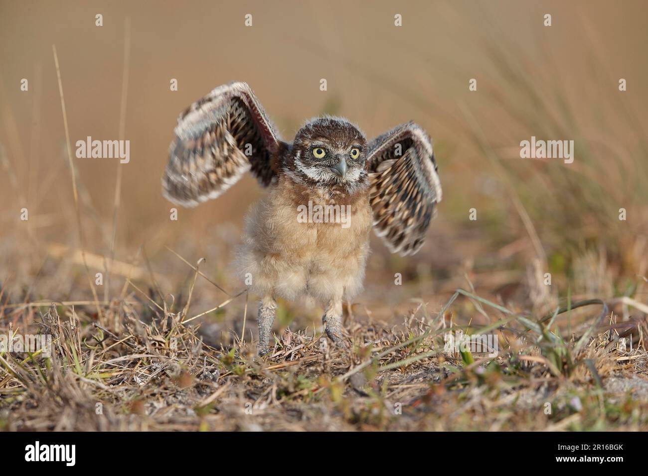 Burrowing owl (Athene cunicularia) juv, Florida Stock Photo