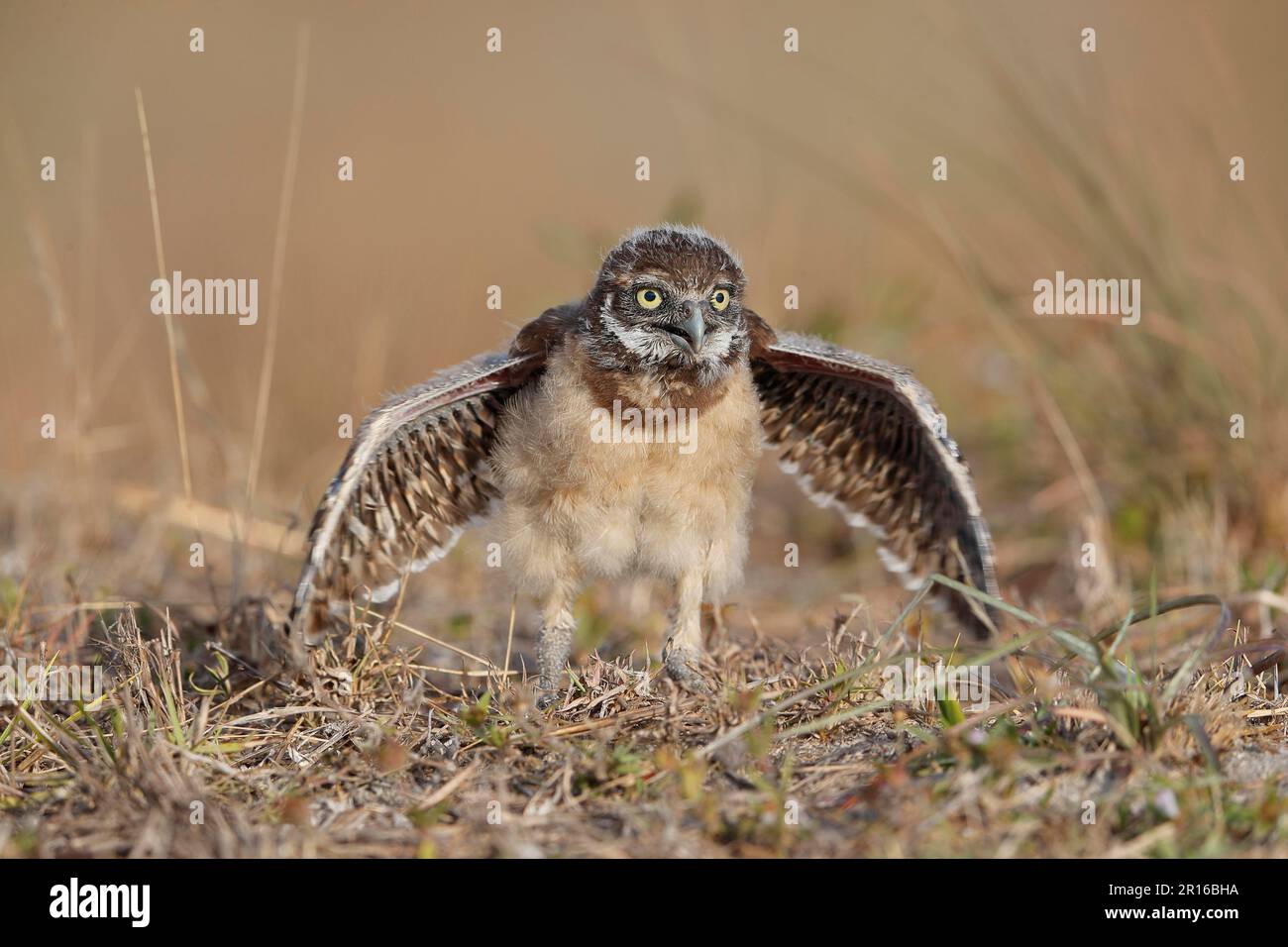 Burrowing owl (Athene cunicularia) juv, Florida Stock Photo