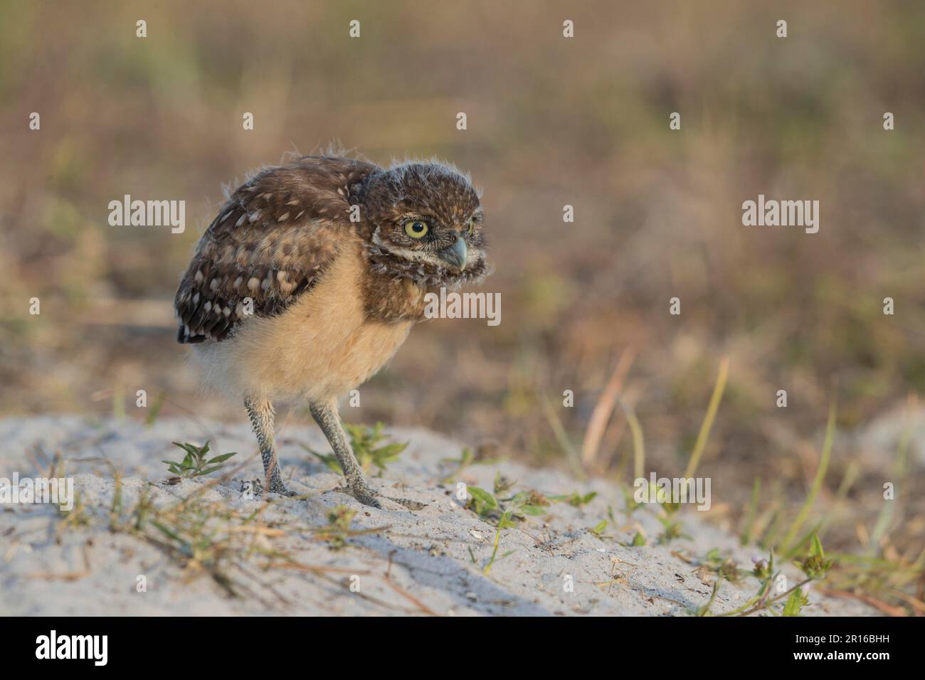 Burrowing owl (Athene cunicularia) juv, Florida Stock Photo