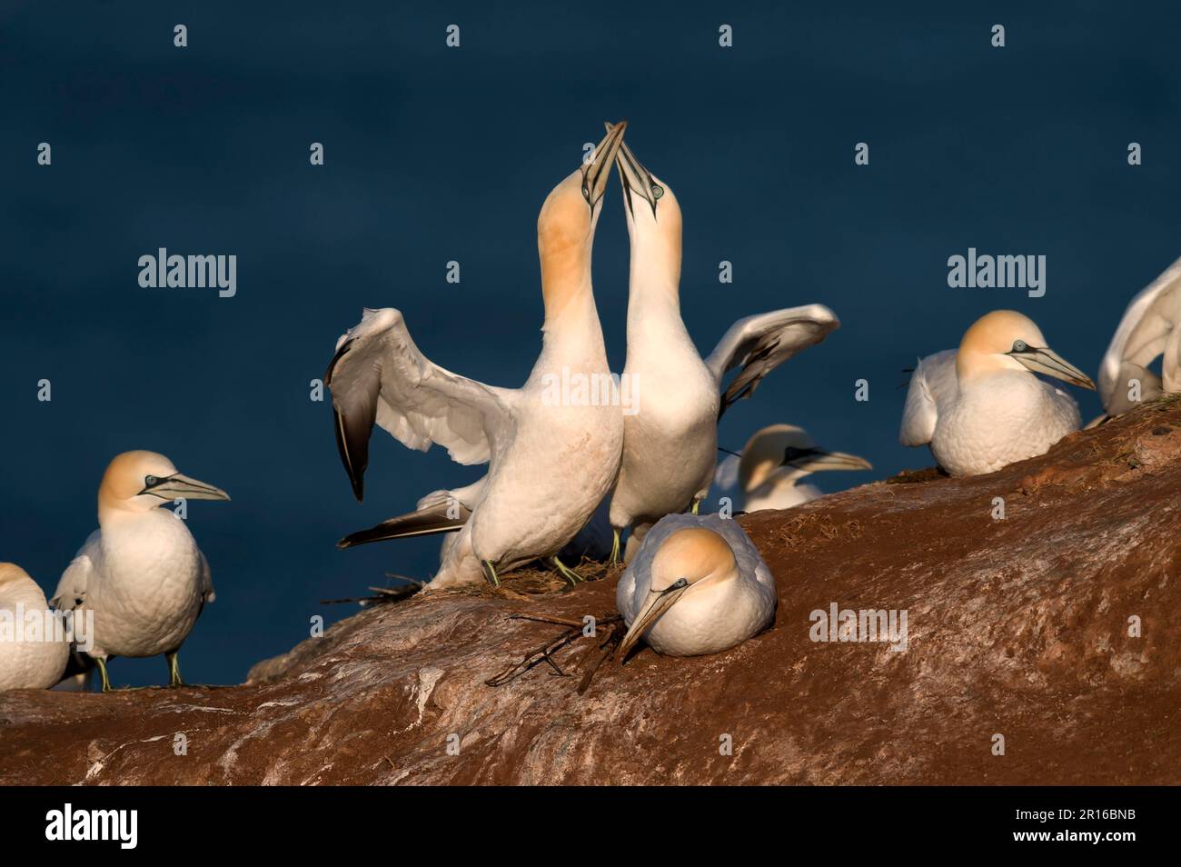 northern-gannet-sula-bassana-courtship-display-breeding-season