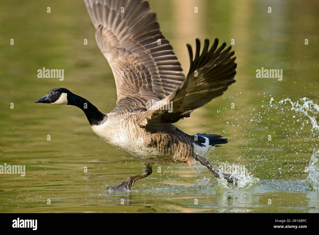 Canada goose cheap germany