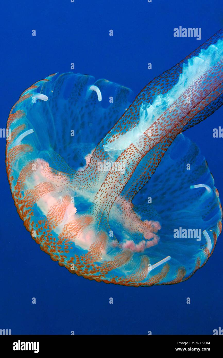 Mauve stinger (Pelagia noctiluca), Mediterranean Sea, Atlantic Ocean Stock Photo