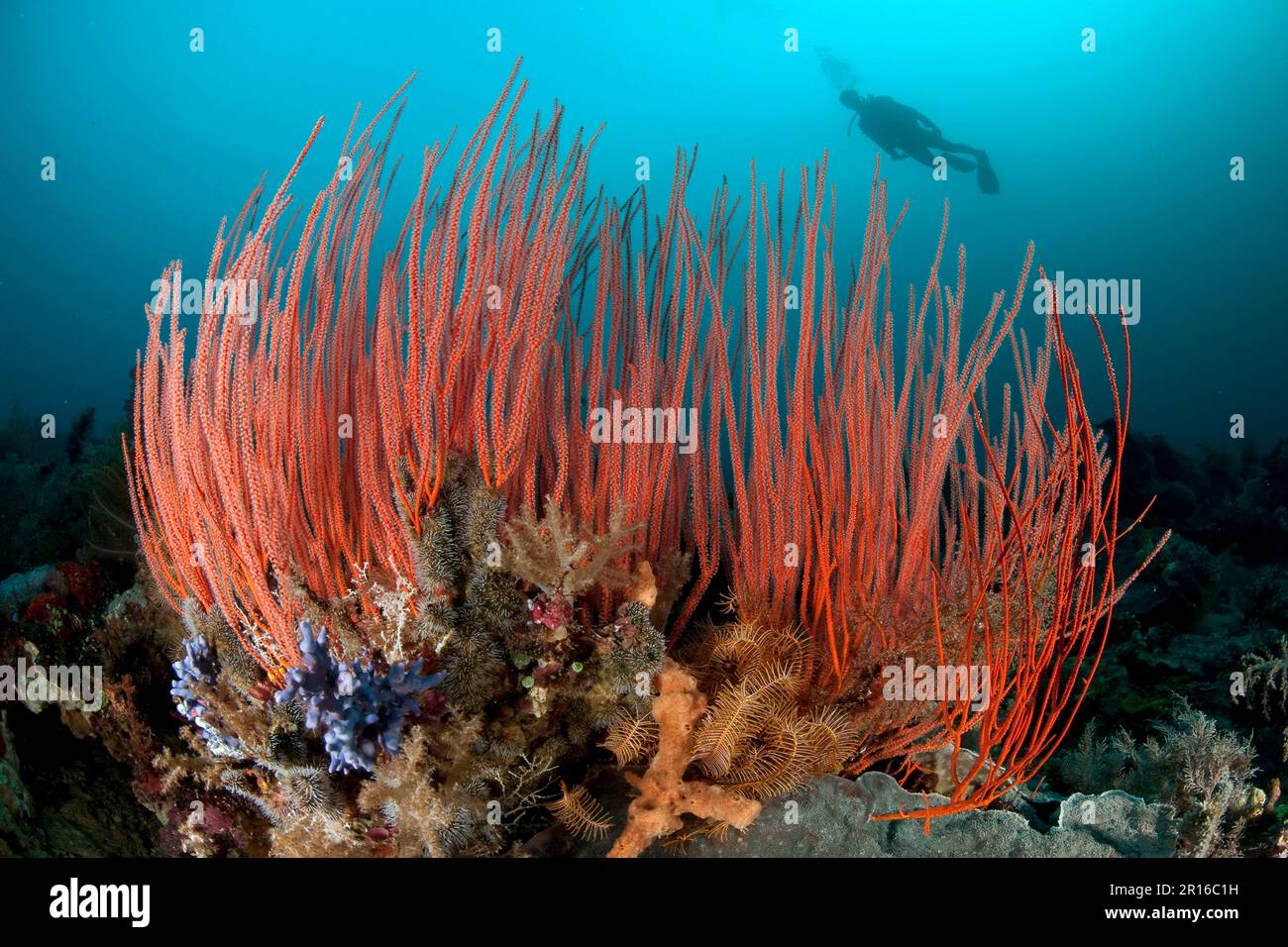 Red whip coral (Ellisella ceratophyta), red bush gorgonian and diver, Moluccas, Pacific Ocean, Indonesia Stock Photo