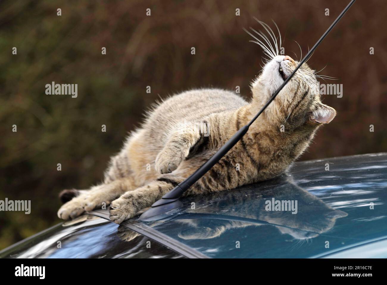 House cat on car roof, Germany Stock Photo