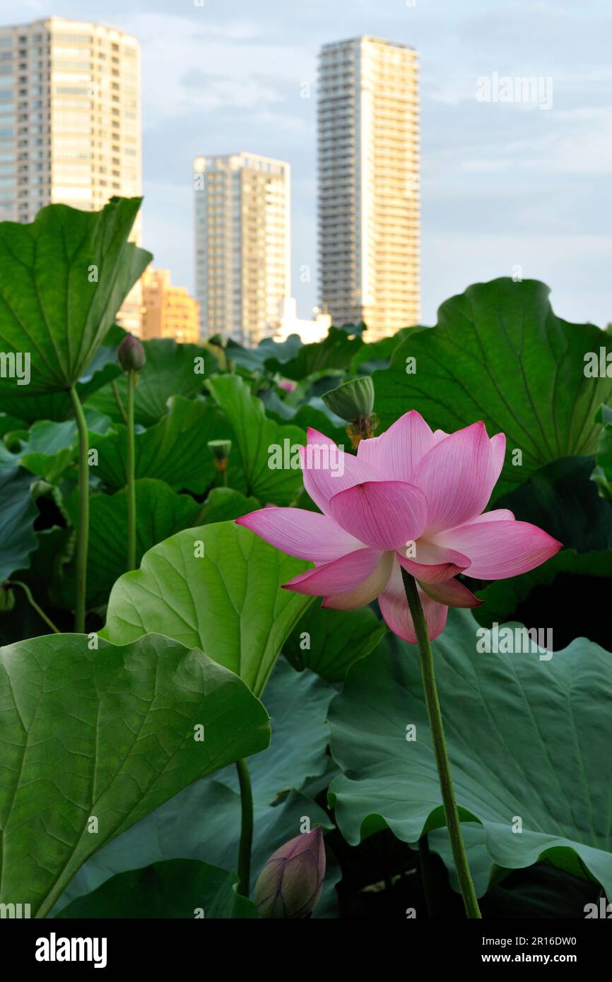 A flower of lotus at Shinobazu pond and the highrise tower condominium which shines with the morning sun Stock Photo