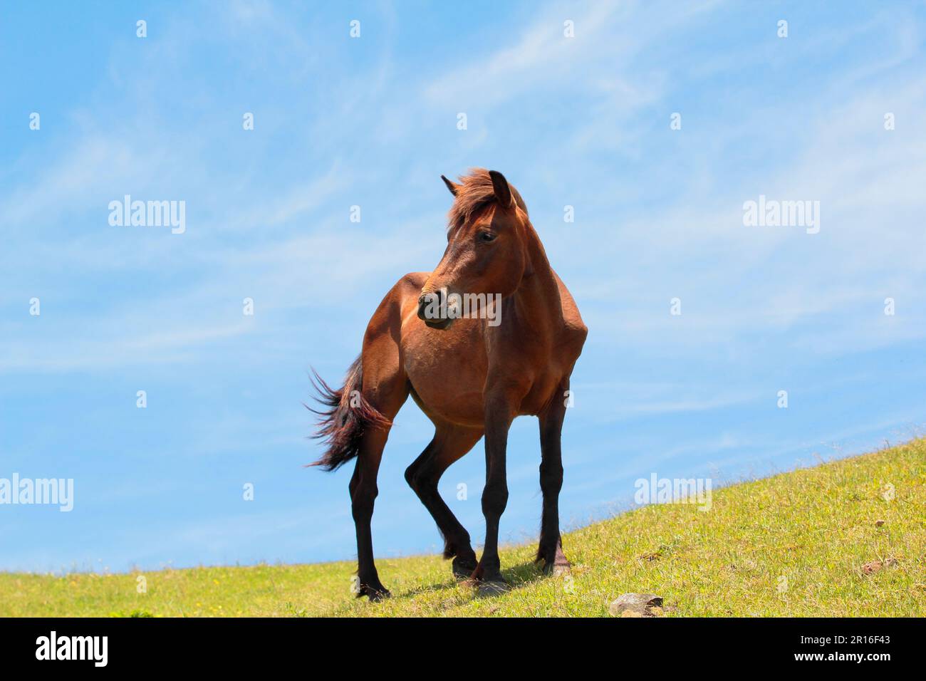 Horse standing on a hill Stock Photo