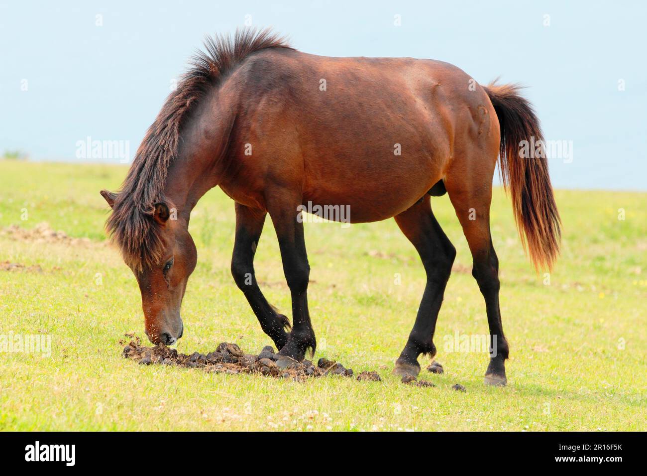 Stallion smelling the odor of other horses' feces Stock Photo Alamy