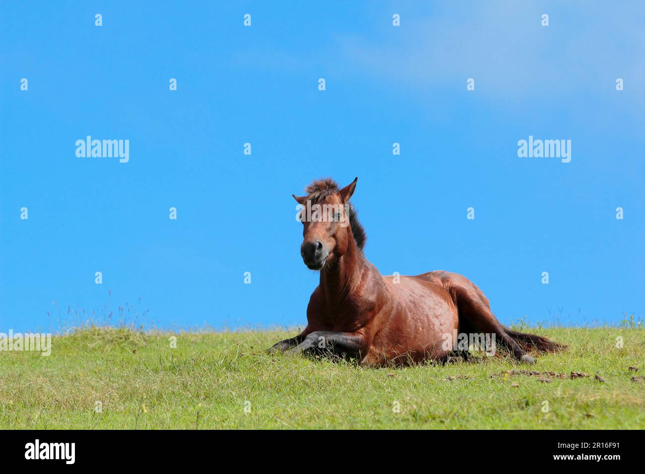 Horse lying down Stock Photo Alamy