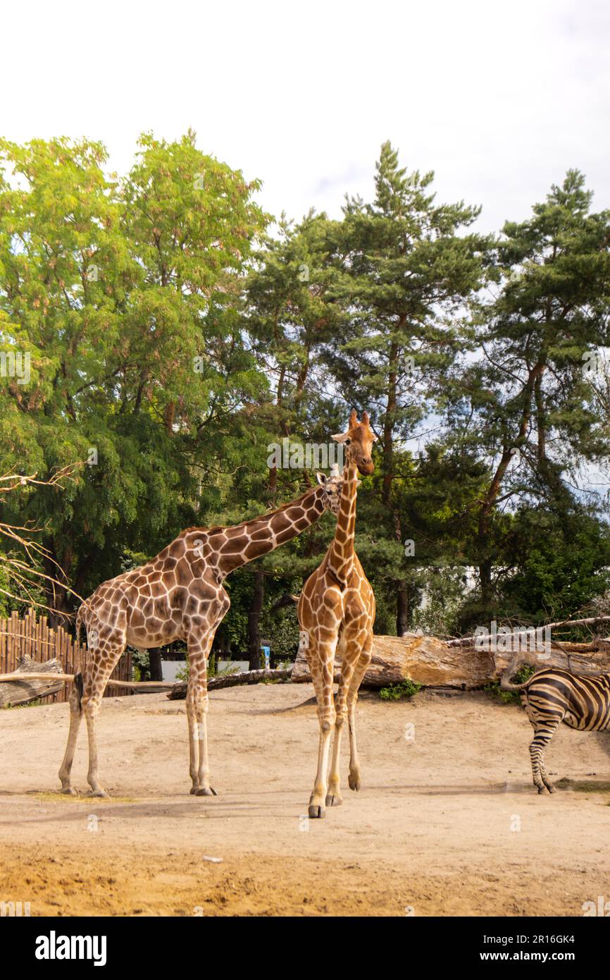 The giraffe - Giraffa camelopardalis is African even-toed ungulate ...