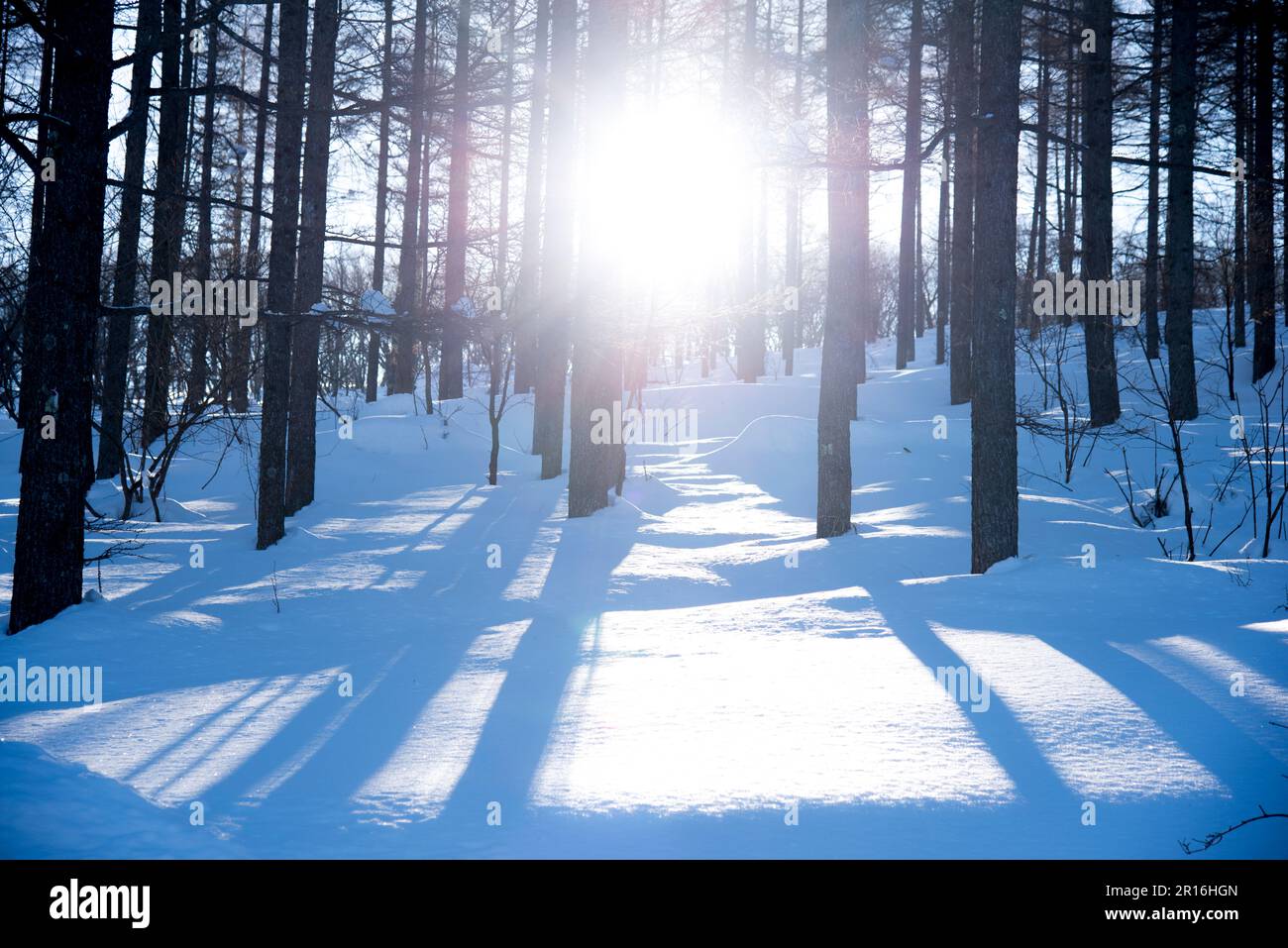 deciduous pine trees in winter Stock Photo Alamy