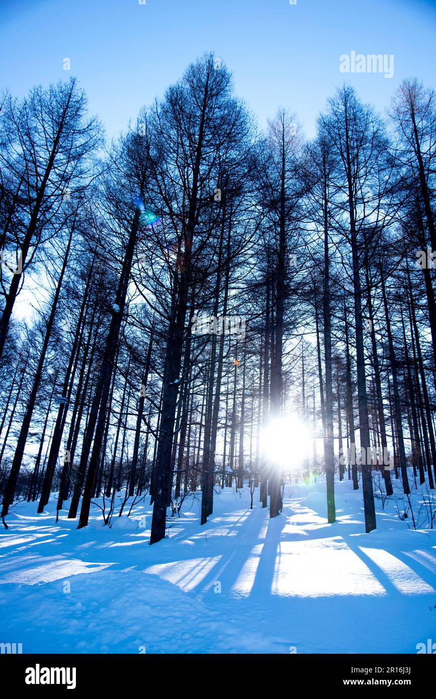 deciduous pine trees in winter Stock Photo Alamy