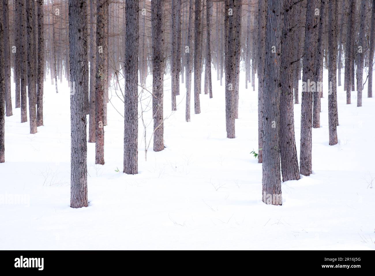 deciduous pine trees in winter Stock Photo Alamy
