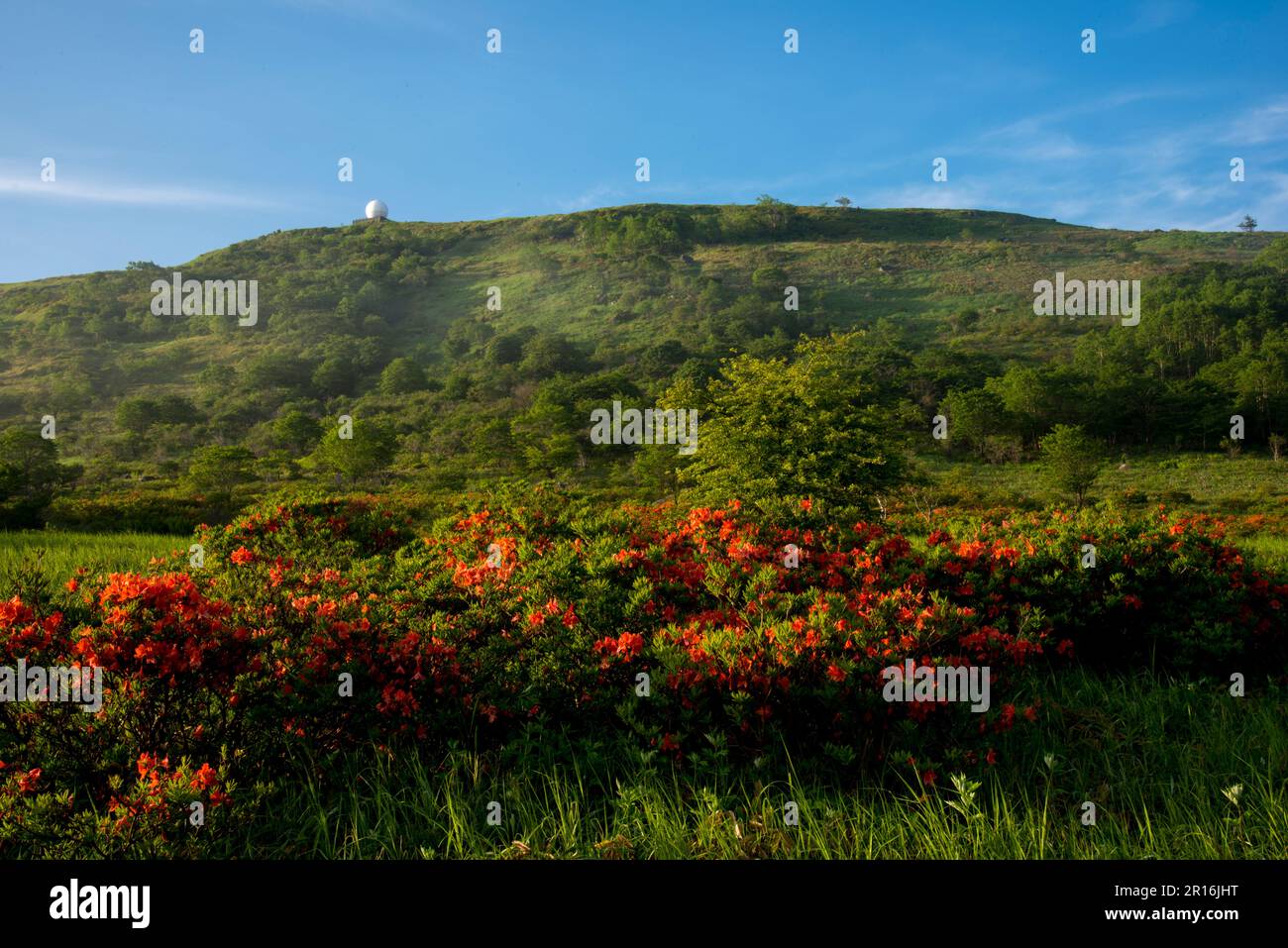 From?Mt. Kuruma marshland?with blooming?Japanese azalea?toward Mt